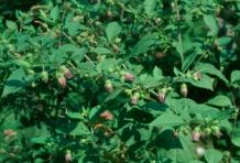 images/productimages/small/belladonna seeds.jpg
